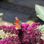 Budleja Dávidova (Buddleja Davidii) ‘LITTLE RUBY BUTTERFLY CANDY’® - výška 20-30 cm, kont. C2L